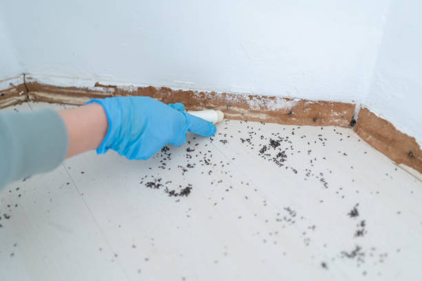 Best Rodent Control Near Me  in Van, TX